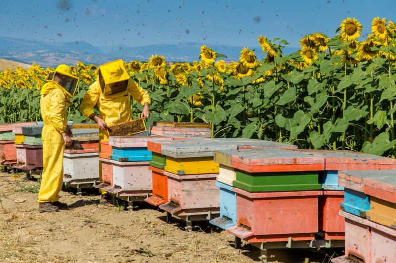 situazione api italia 5 e1589548706294