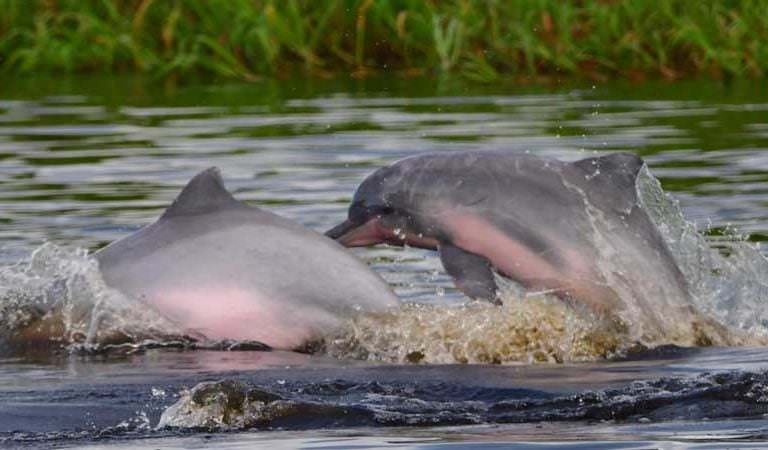 delfini amazzonia