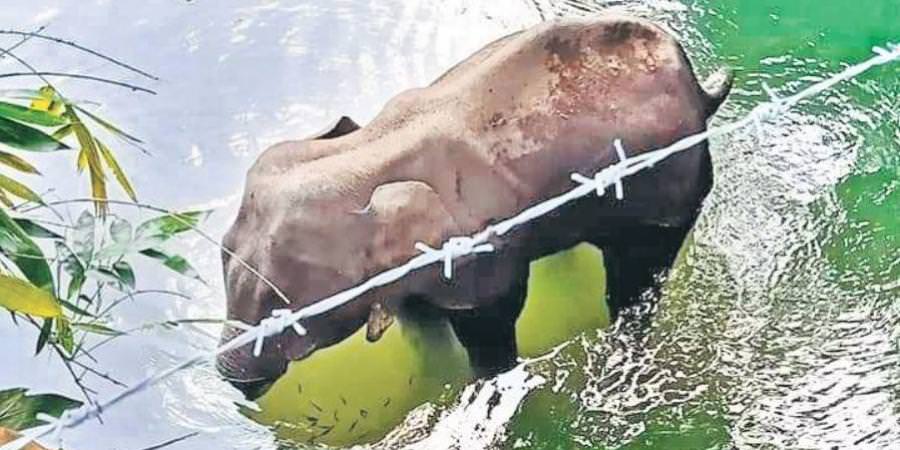 elefante incinta uccisa 5