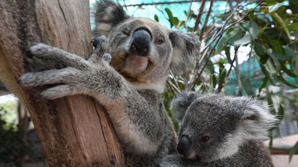 famiglia koala