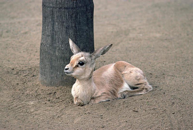 gazzelle dorcadi uccise bracconieri 3 e1594200254942