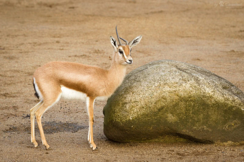 gazzelle dorcadi uccise bracconieri 4 scaled e1594200210754