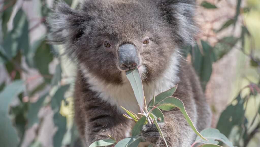 koala australia