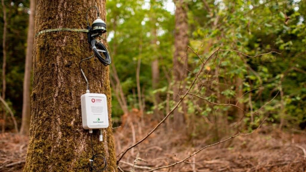 Internet of Things, la tecnologia per aiutare gli alberi nella lotta al cambiamento climatico 1 defra