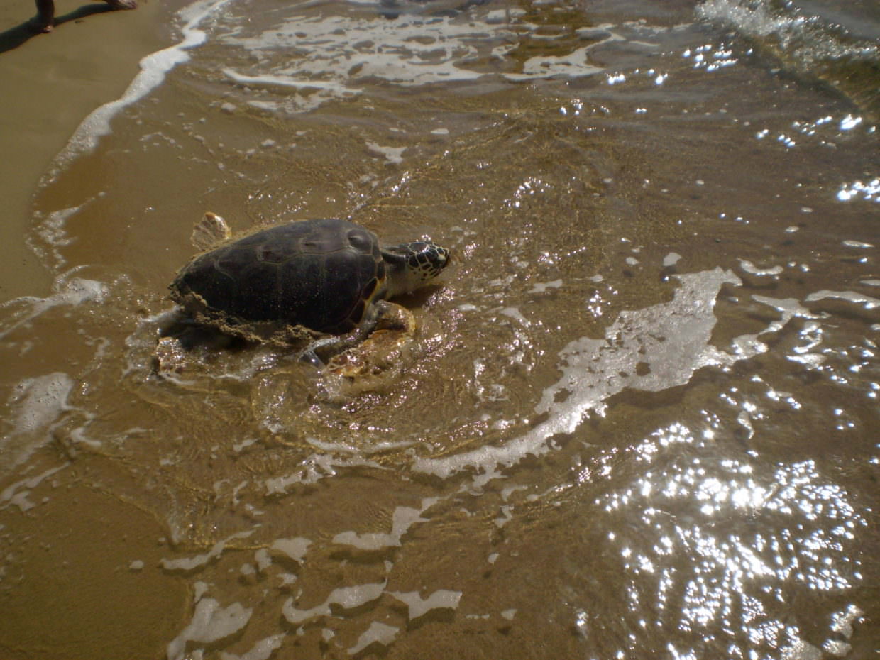 liberazione adulto sulla spiaggia e1597055323854
