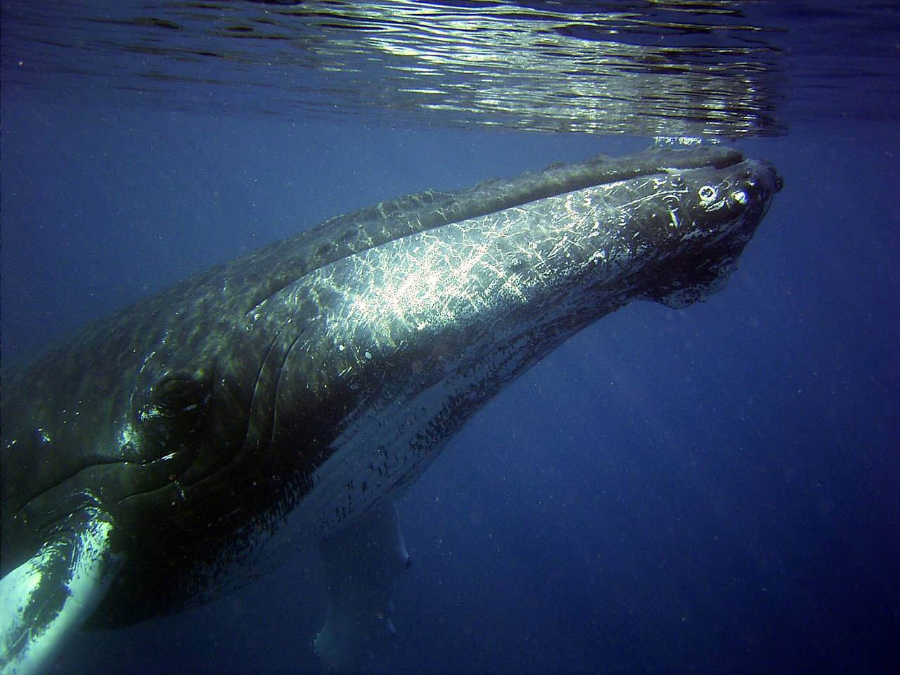 Animali, l'estinzione delle balene è sempre più vicina 2 humpback 79855 1280