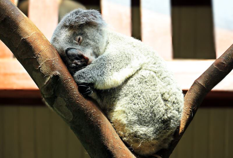 koala 1651052 1920 e1603114975913