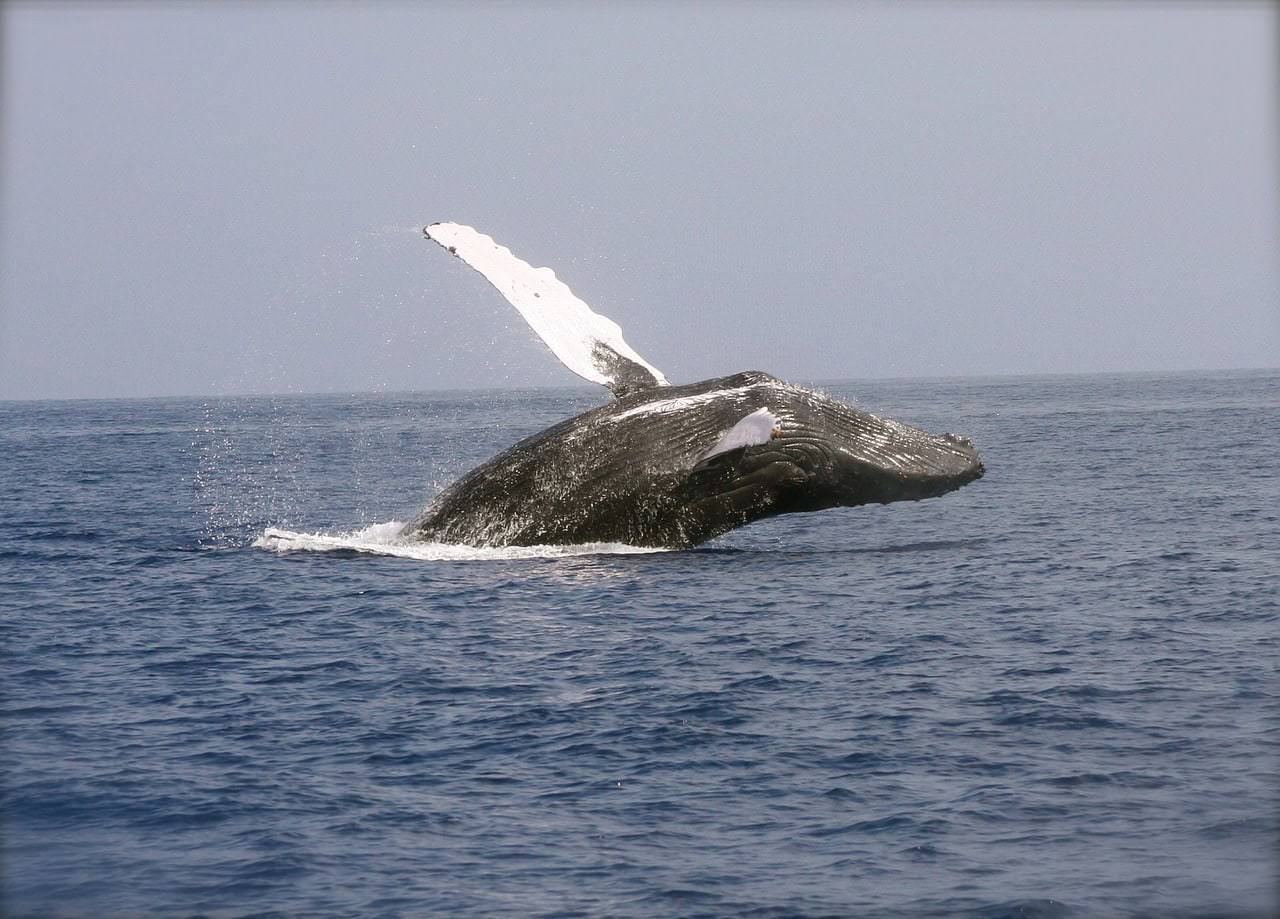 Animali, l'estinzione delle balene è sempre più vicina 1 whale 2678819 1280