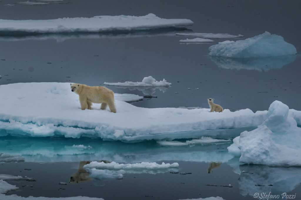 © Stefano Pozzi IG @steffopolar orsi