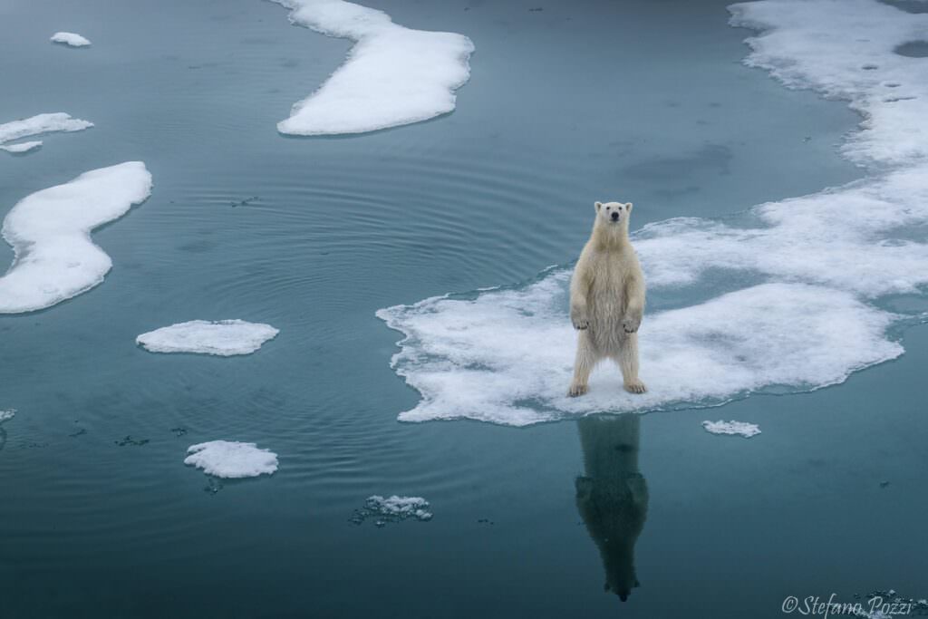 © Stefano Pozzi IG @steffopolar orsi 2