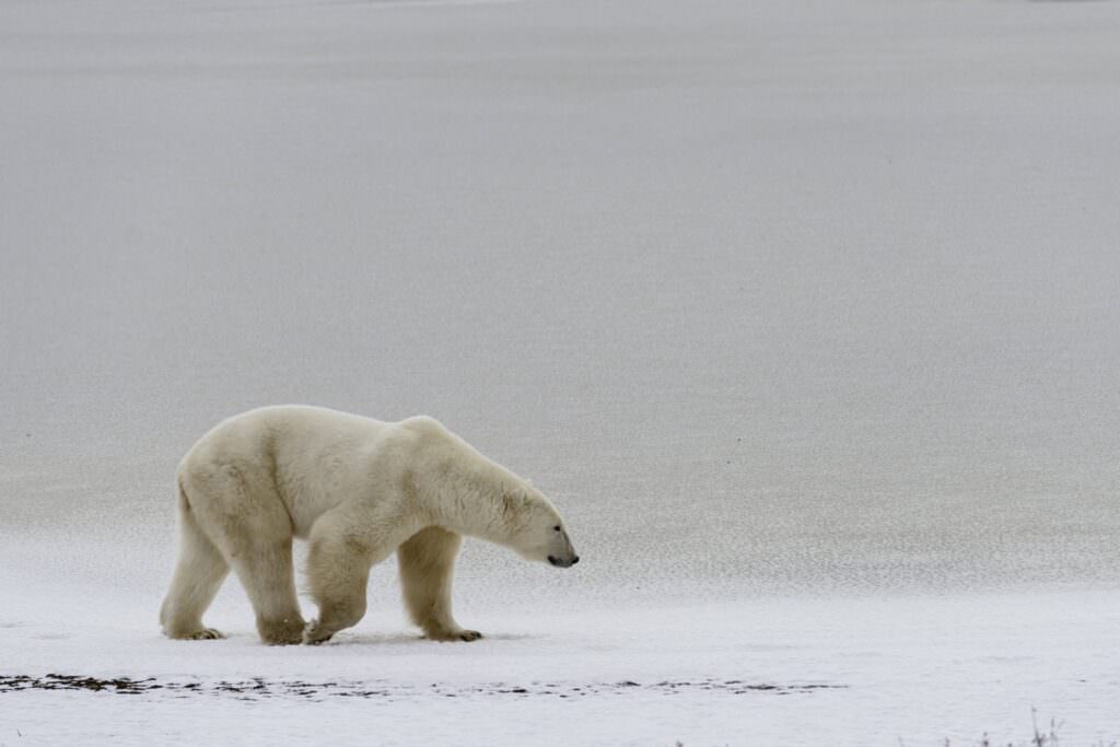 © WWF US Elisabeth Kruger 2