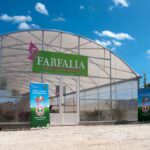 banner small farfalle 7