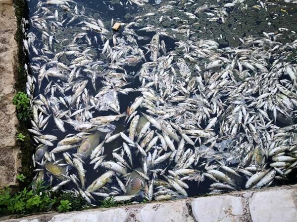 Ceccano moria di pesci nel fiume Sacco 4