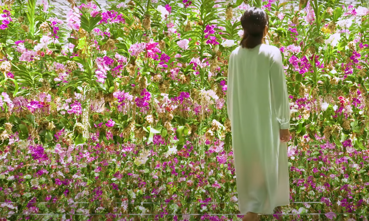 Natura, la bellezza del giardino delle orchidee in movimento