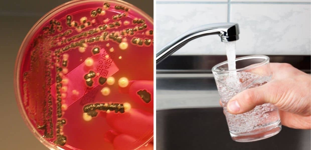 salmonella acqua dissenteria