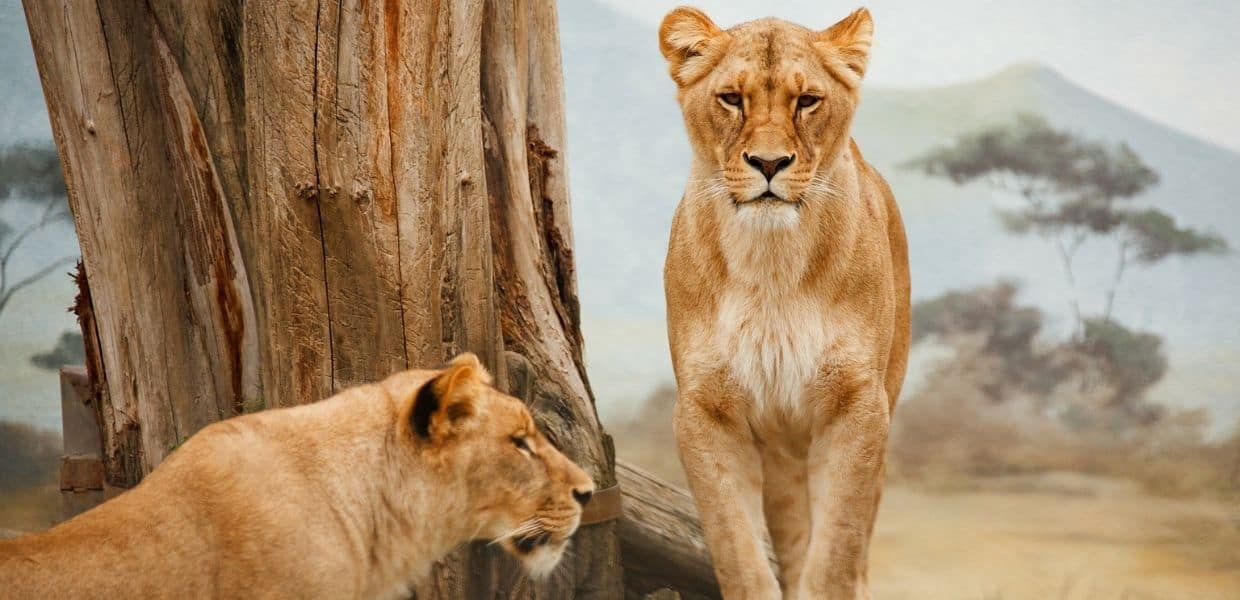 strage leoni queen elizabeth park