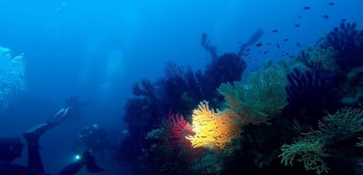 Anche l'Italia ha la sua barriera corallina. Ecco dove si trova