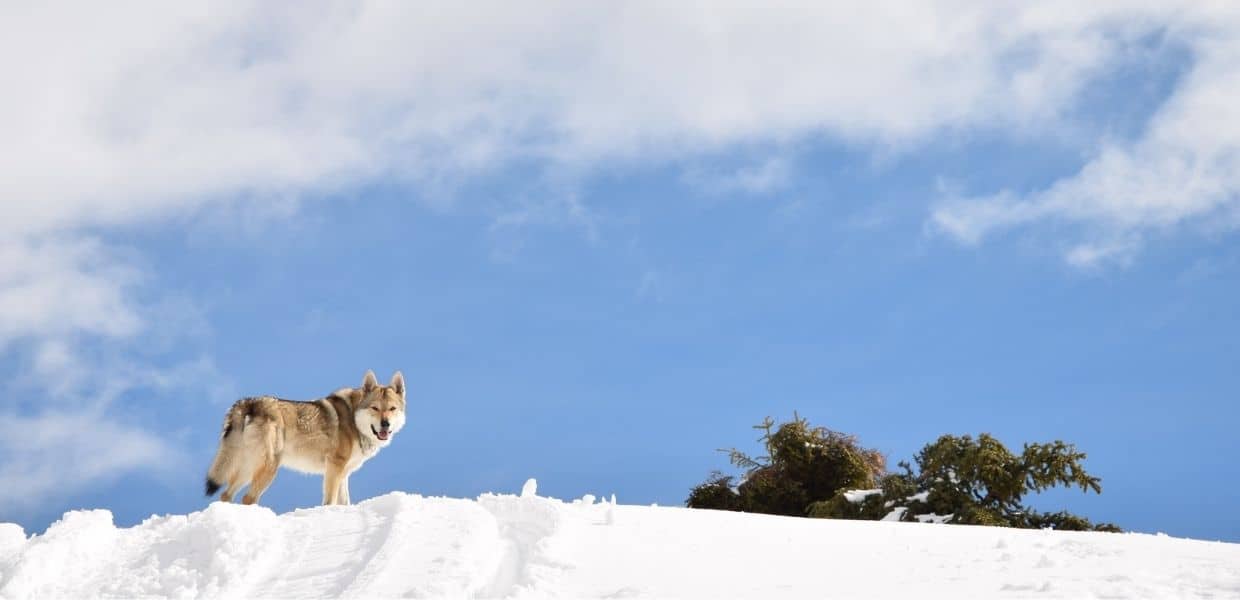 Addio a Nepal, il cane alpinista