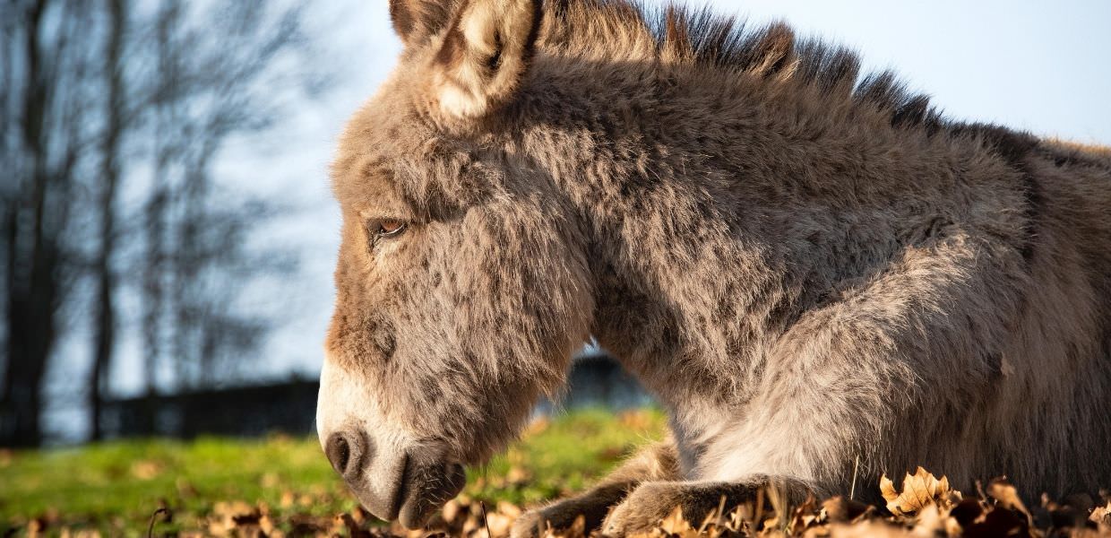 Parco di "Mui Muscas", l'oasi dedicata agli asini sardi