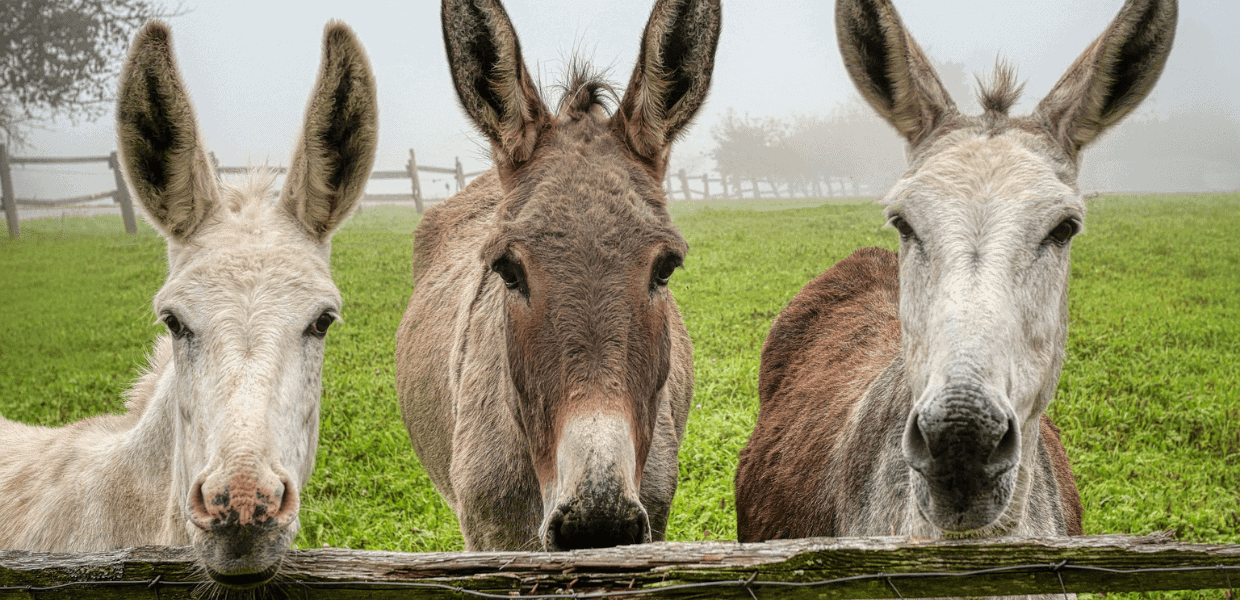 animali asini pelli commercio illegale