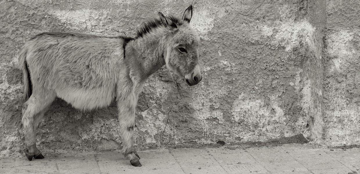 Ecoturismo all'Asinara, visitare l'oasi con gli esperti