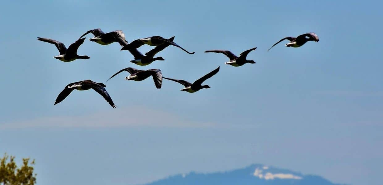 atlante uccelli migratori