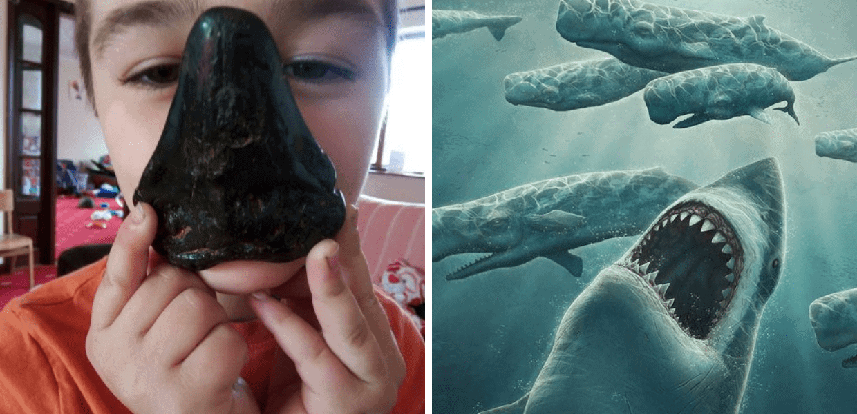 bambino dente di squalo megalodonte