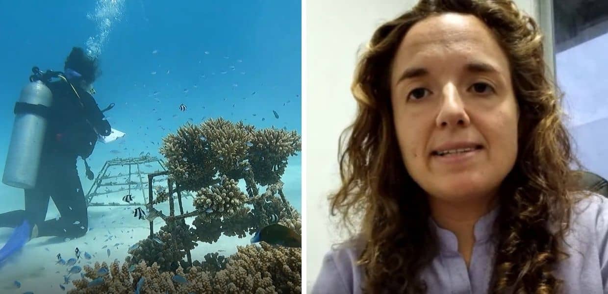 barriere coralline maldive