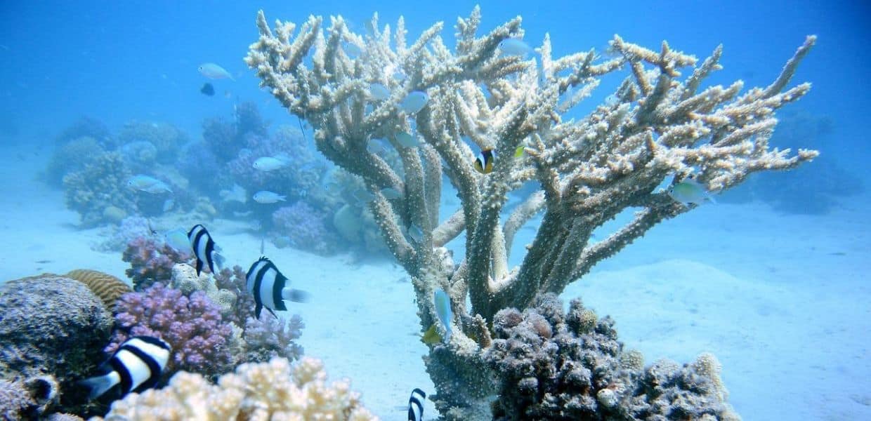 coralli respiro nanoparticelle