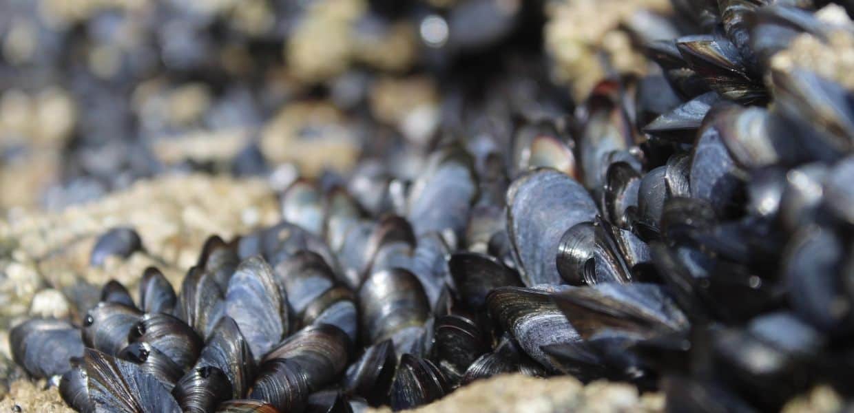 Da prodotti di scarto a risorse. La nuova vita dei gusci delle cozze di Niedditas