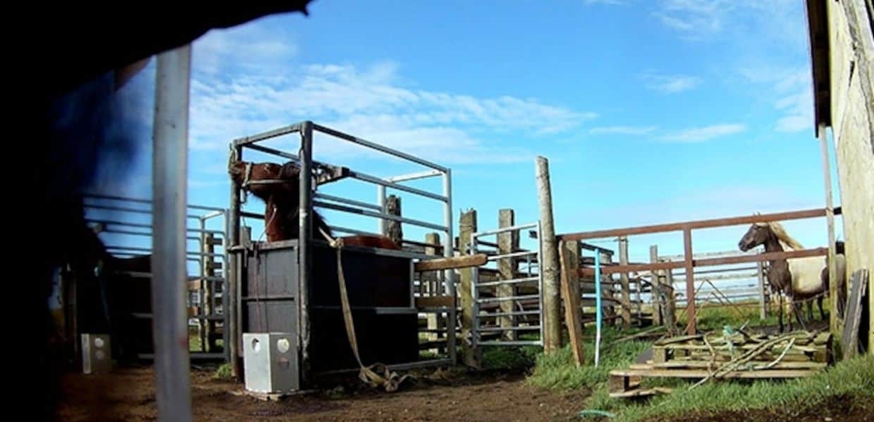 fattorie del sangue cavalli islanda