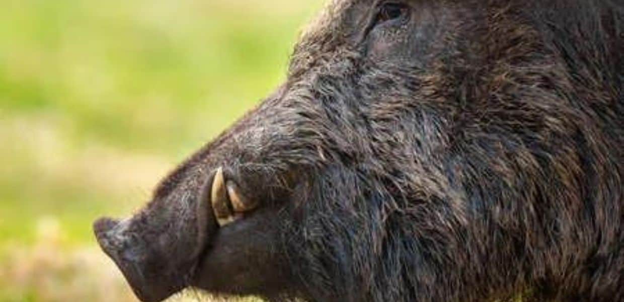 ferito cinghiale puglia abbattimenti