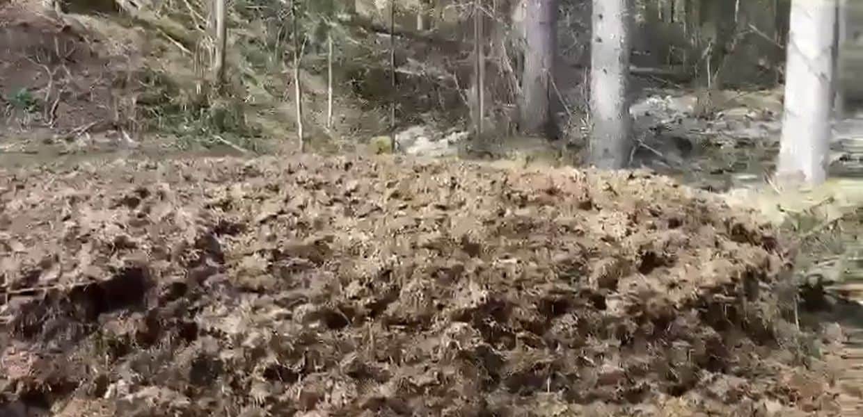 A Pinzolo (Trento) c'è una "piscina" di letame tra gli alberi