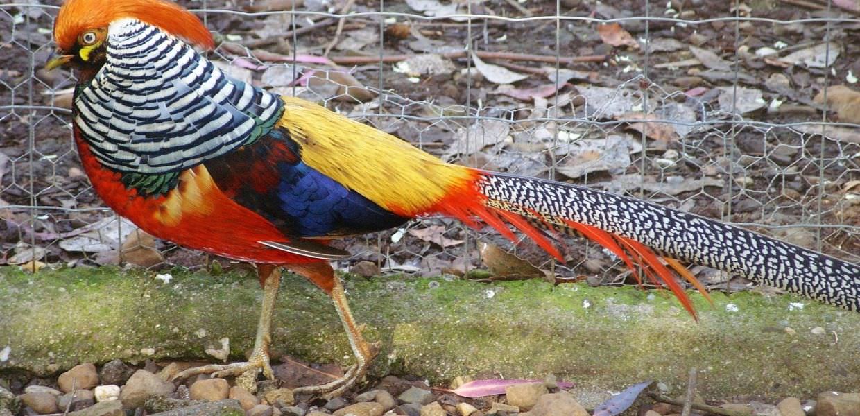 Sardegna, la rinascita del Parco degli Uccelli dopo gli incendi estivi del 2021