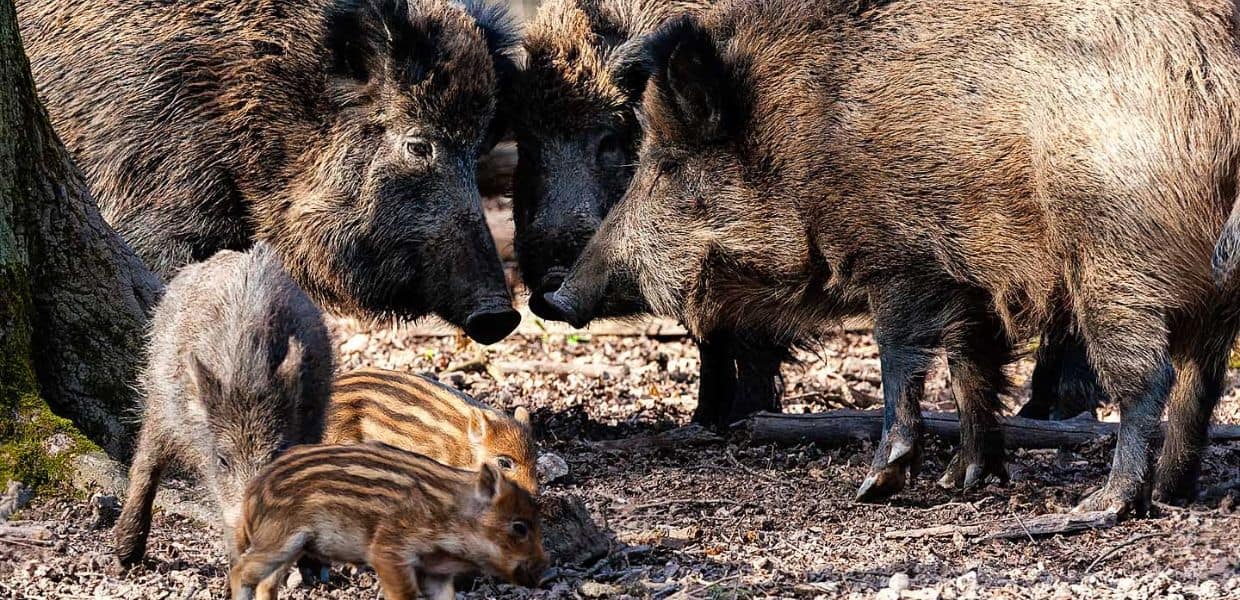 peste suina cinghiali pregliasco alleva