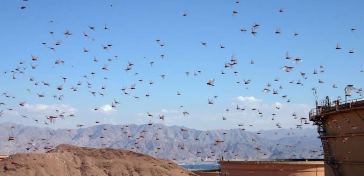 sardegna invasione cavallette