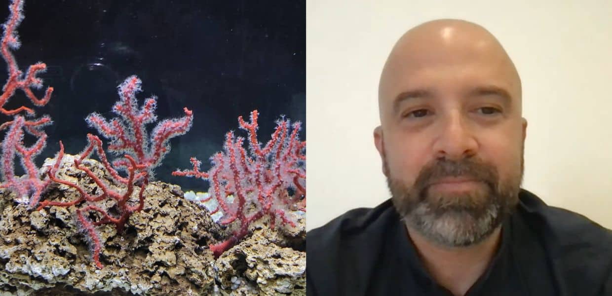 Ecco l'Aquarium Rubrum di Alghero: è il primo acquario di corallo rosso vivo d'Italia