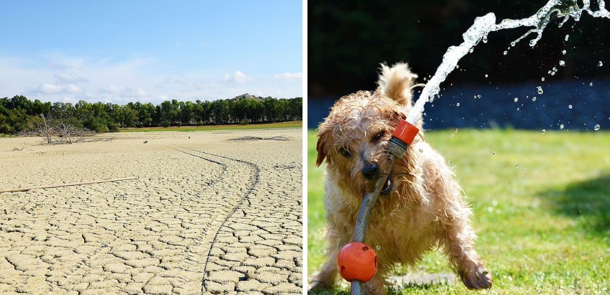 caldo siccita animali