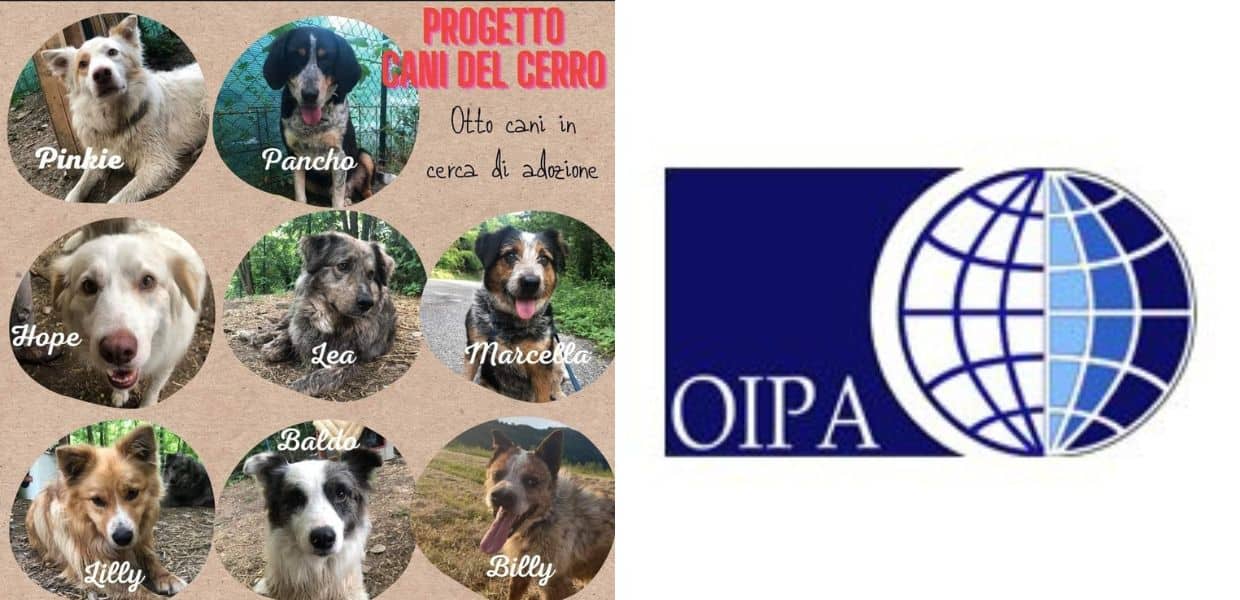 canile no grazie progetto alternativo oipa