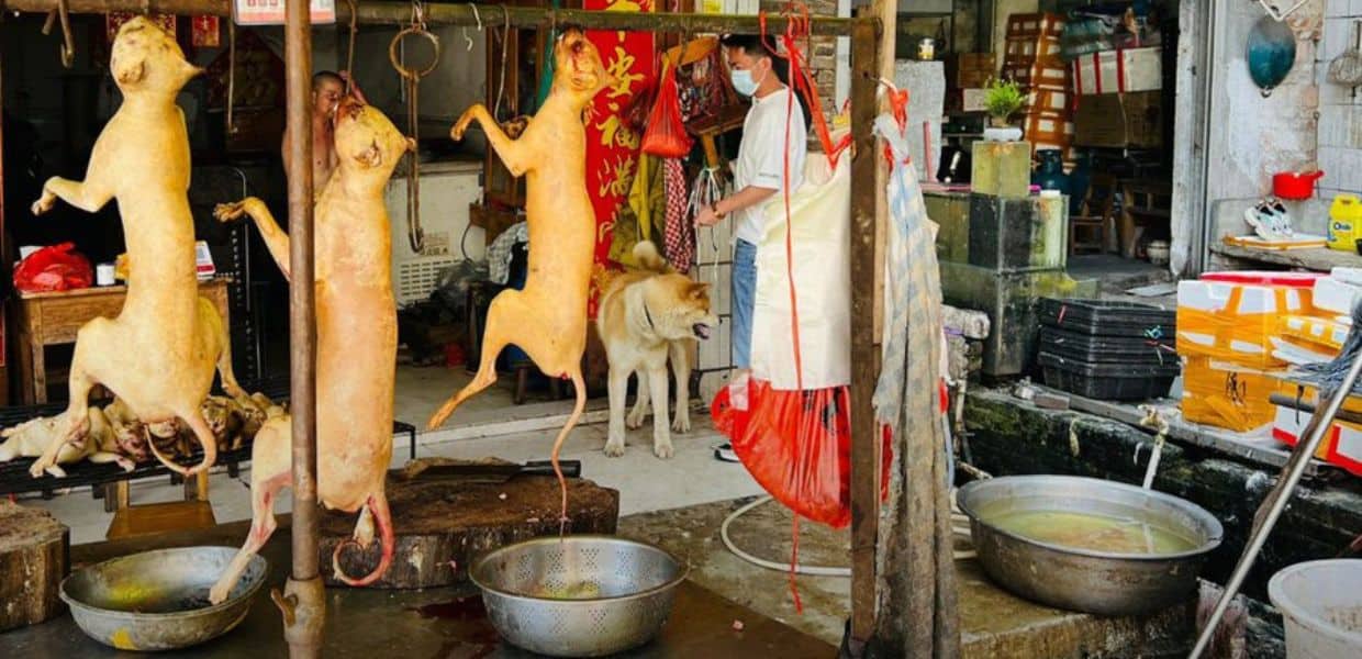 cina festival yulin cani gatti