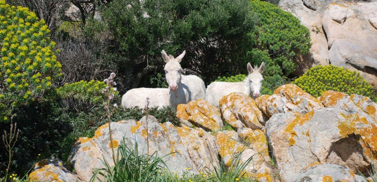 Un progetto dell'Asinara vince il premio europeo LIFE. Ecco il motivo