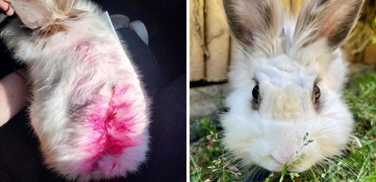 coniglio dipinto vernice rossa abbandonato