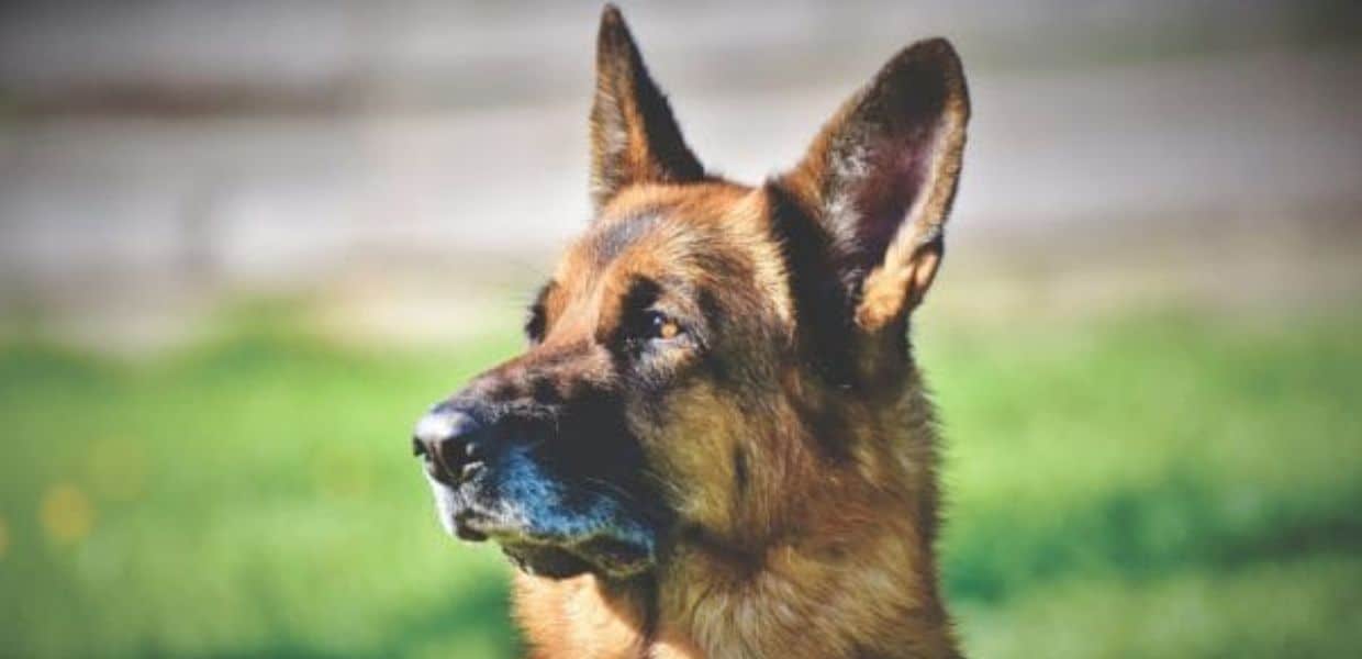 dick cane morto salvare padrone