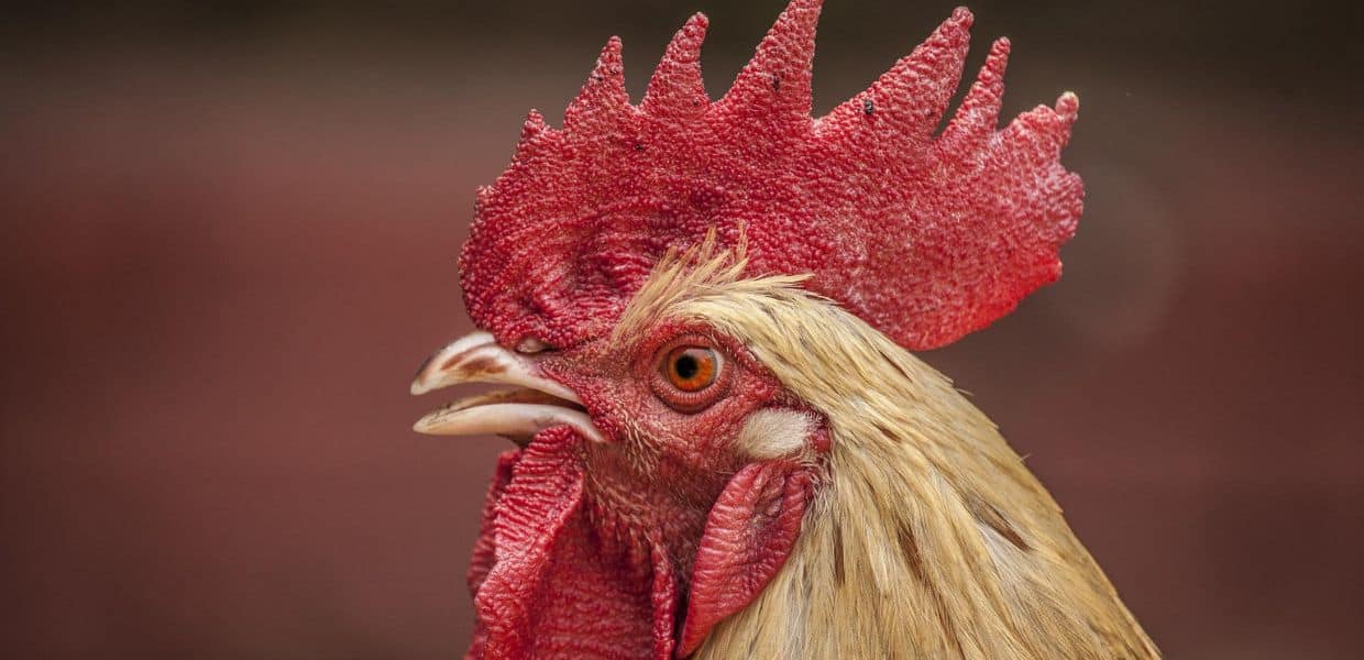 Il canto dei galli disturba? E in Italia partono lettere di minacce ai proprietari e petizioni