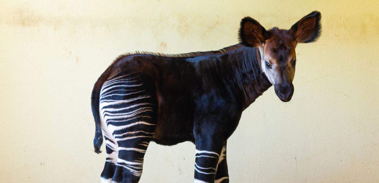 cucciolo okapi italo