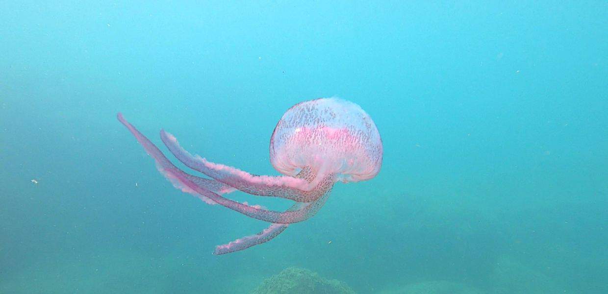 meduse Salento riscaldamento globale