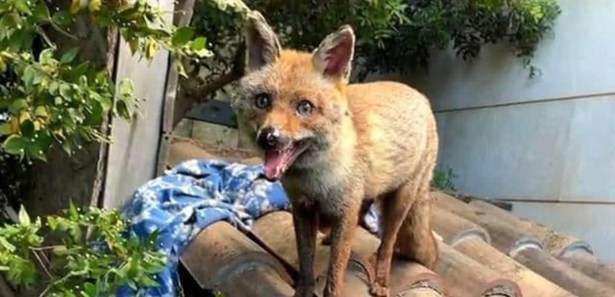 Arriva in libreria "L'incendio del bosco grande" di Monica Pais. Ecco di cosa parla