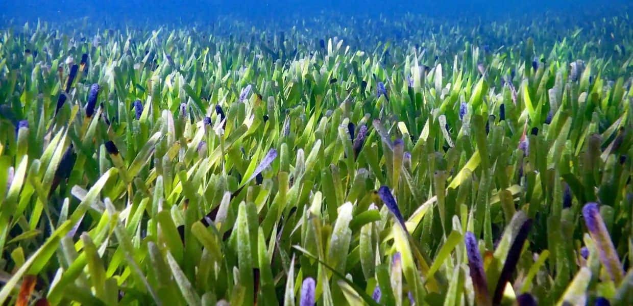 scoperta pianta piu grande mondo