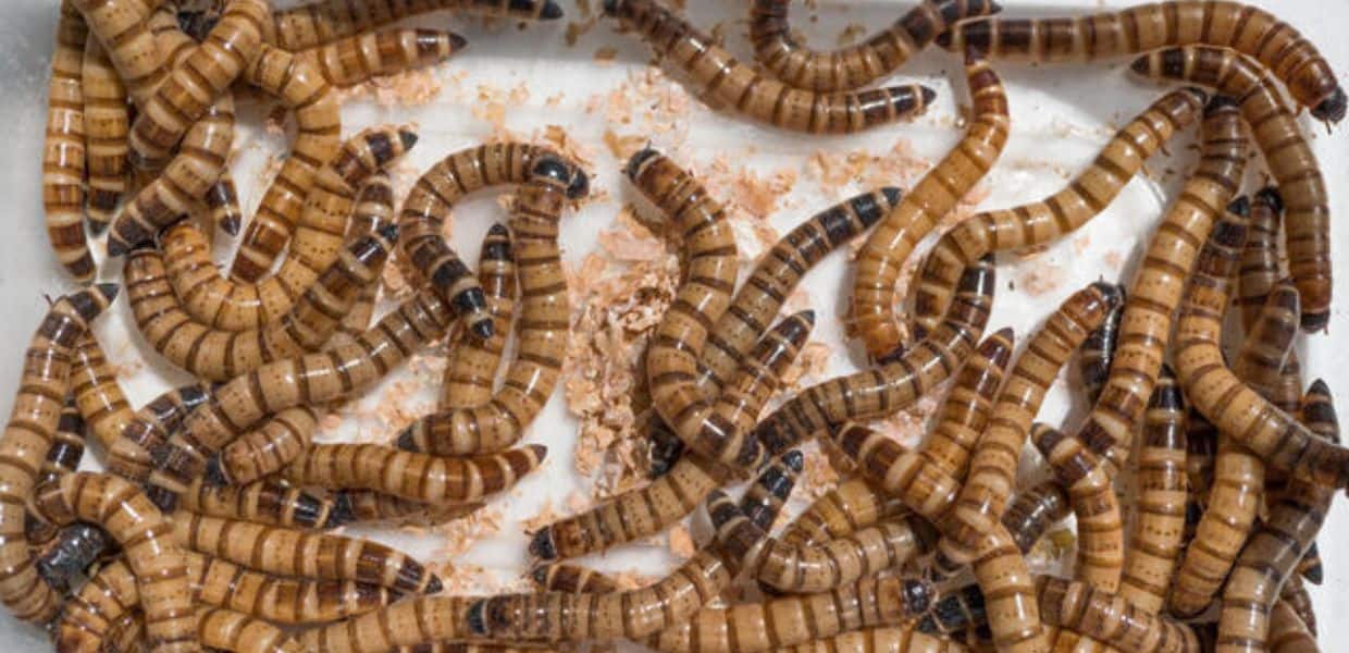 vermi mangia plastica