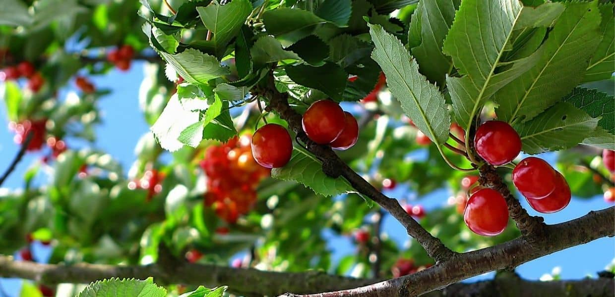 A Buccinasco i cittadini fanno la spesa gratis nel frutteto urbano